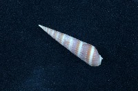 藏品(筍螺)的圖片